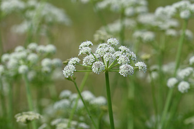BUITEN BEELD Foto: 275488