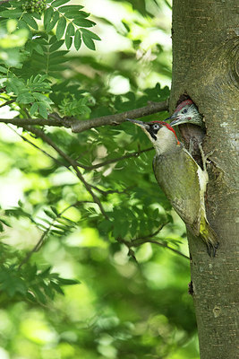 BUITEN BEELD Foto: 275492
