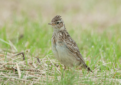 BUITEN BEELD Foto: 275498