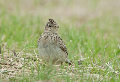 BUITEN BEELD Foto: 275499