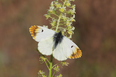 BUITEN BEELD Foto: 275516