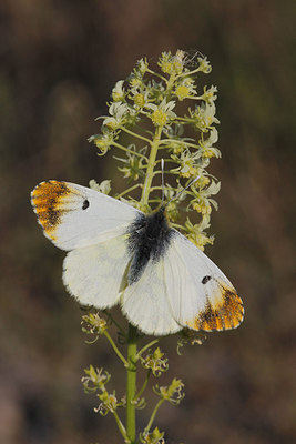 BUITEN BEELD Foto: 275517