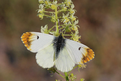 BUITEN BEELD Foto: 275518