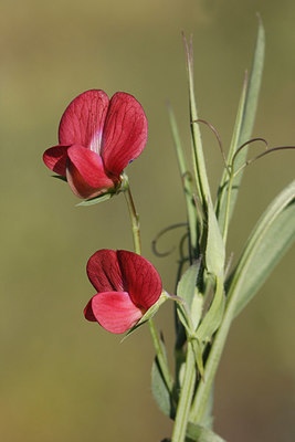 BUITEN BEELD Foto: 275532