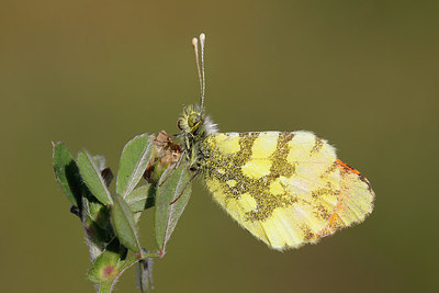 BUITEN BEELD Foto: 275546
