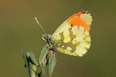 BUITEN BEELD Foto: 275547