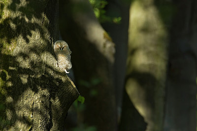 BUITEN BEELD Foto: 275567