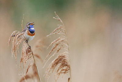 BUITEN BEELD Foto: 275577