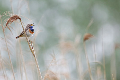 BUITEN BEELD Foto: 275578