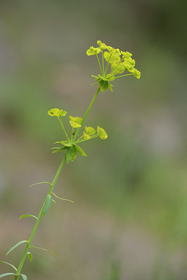 BUITEN BEELD Foto: 275616