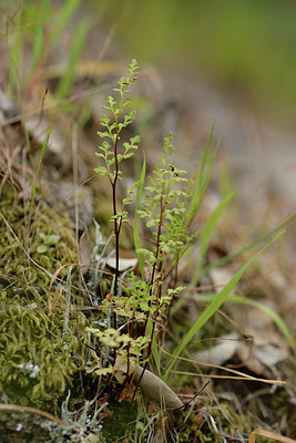 BUITEN BEELD Foto: 275623