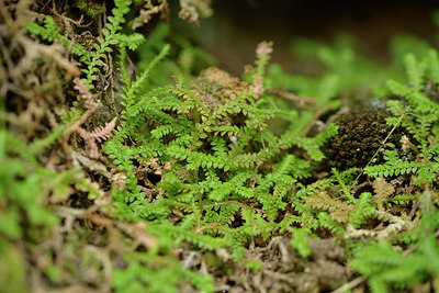 BUITEN BEELD Foto: 275625