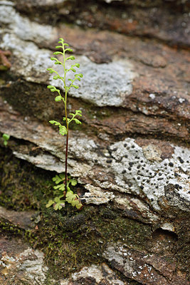 BUITEN BEELD Foto: 275630