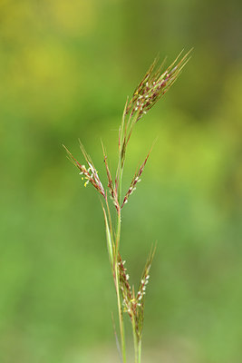 BUITEN BEELD Foto: 275634