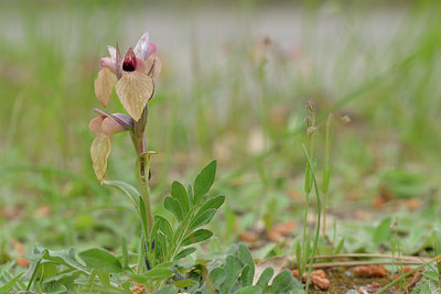 BUITEN BEELD Foto: 275646