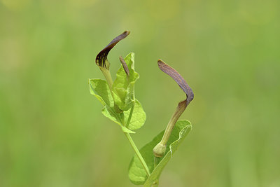 BUITEN BEELD Foto: 275651