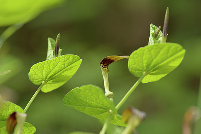 BUITEN BEELD Foto: 275665