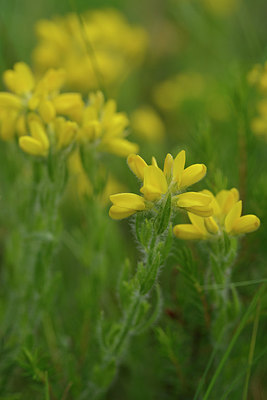 BUITEN BEELD Foto: 275677