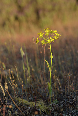 BUITEN BEELD Foto: 275692