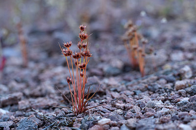 BUITEN BEELD Foto: 275696