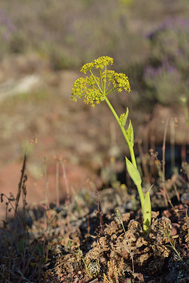 BUITEN BEELD Foto: 275705