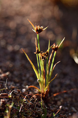 BUITEN BEELD Foto: 275709