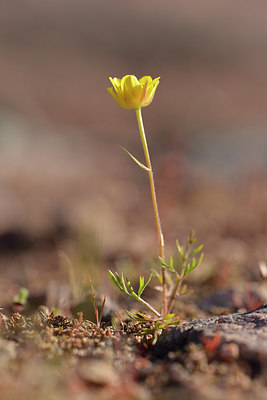 BUITEN BEELD Foto: 275712
