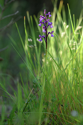 BUITEN BEELD Foto: 275717