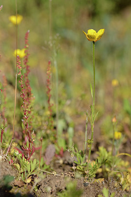 BUITEN BEELD Foto: 275719