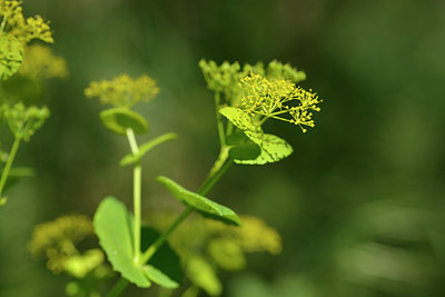 BUITEN BEELD Foto: 275753