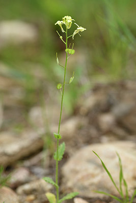 BUITEN BEELD Foto: 275765