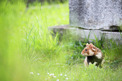 BUITEN BEELD Foto: 275780