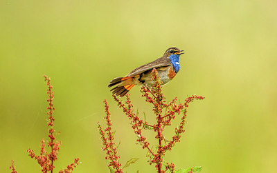 BUITEN BEELD Foto: 275794