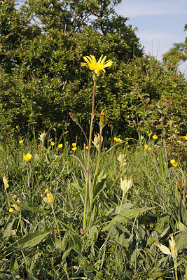 BUITEN BEELD Foto: 275811
