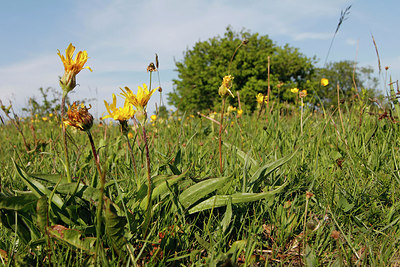 BUITEN BEELD Foto: 275815