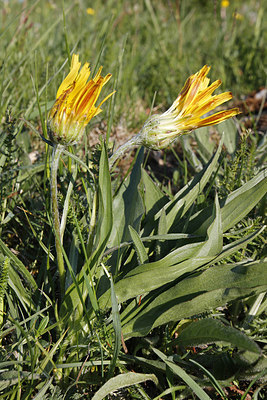 BUITEN BEELD Foto: 275818