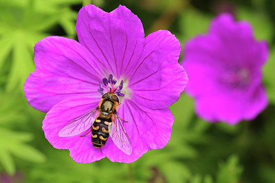 BUITEN BEELD Foto: 275871