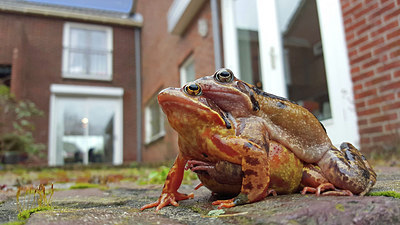 BUITEN BEELD Foto: 275950