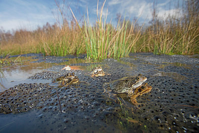 BUITEN BEELD Foto: 275991