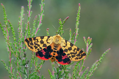 BUITEN BEELD Foto: 275998