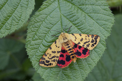 BUITEN BEELD Foto: 276005