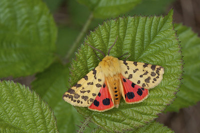 BUITEN BEELD Foto: 276006