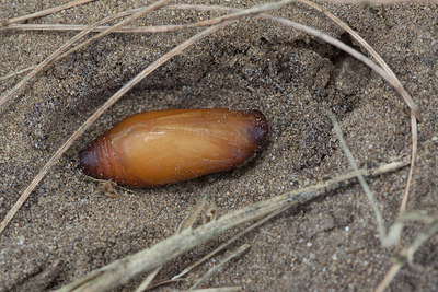 BUITEN BEELD Foto: 276007