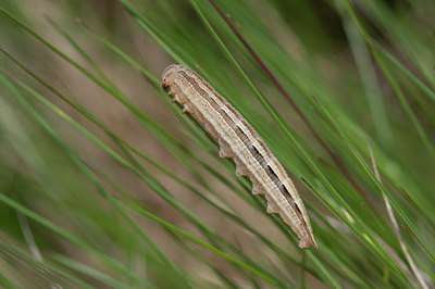 BUITEN BEELD Foto: 276009