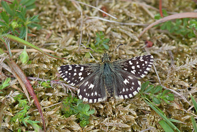 BUITEN BEELD Foto: 276010