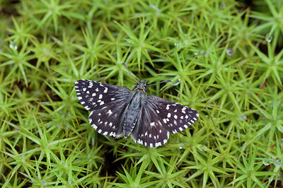 BUITEN BEELD Foto: 276012