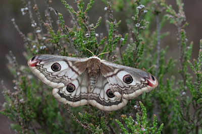 BUITEN BEELD Foto: 276017