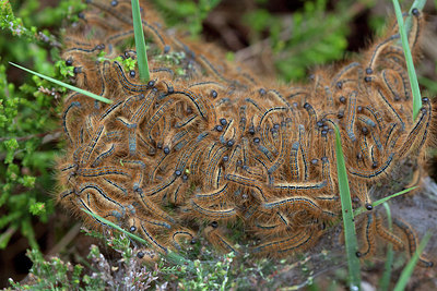 BUITEN BEELD Foto: 276018