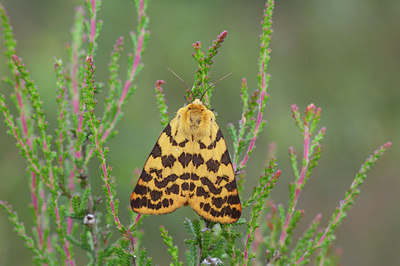 BUITEN BEELD Foto: 276021