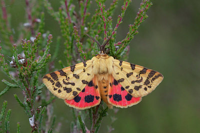 BUITEN BEELD Foto: 276024